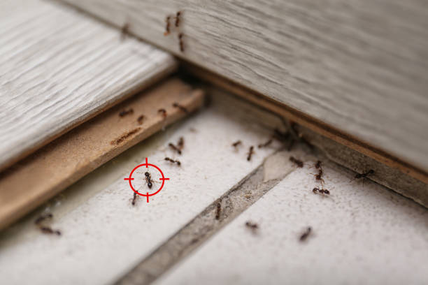 Best Local Pest Control Services  in Silver Lake, NJ