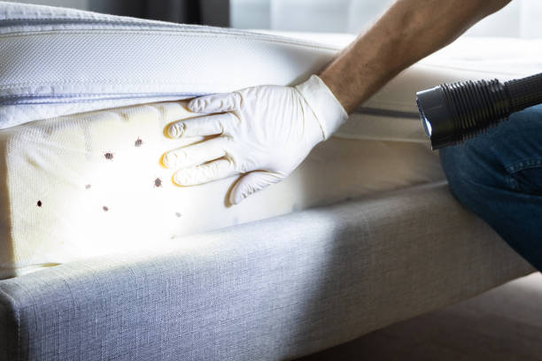 Best Ant Control Services  in Silver Lake, NJ